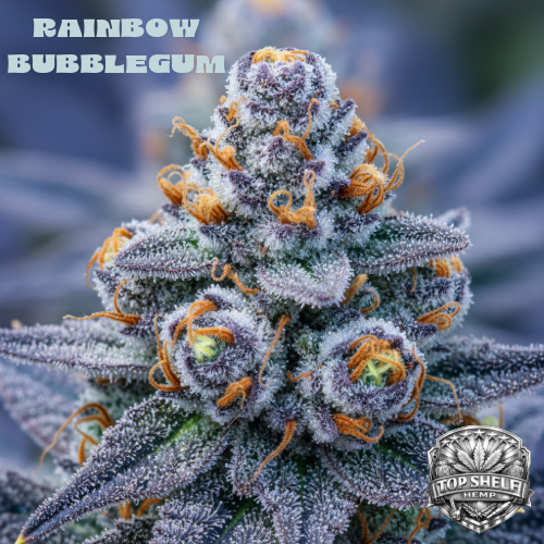 Rainbow Bubblegum THCA hemp flower premium strain