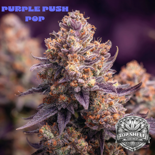 Purple Push Pop THCA hemp flower premium strain