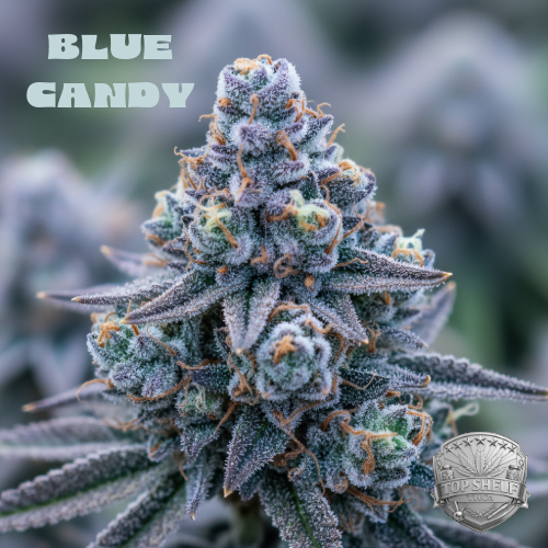 Blue Candy THCA Flower (Sativa) | Premium Hemp Flower